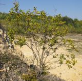 Salix caprea. Вегетирующее растение. Краснодарский край, Крымский р-н, окр. ст. Нижнебаканская. 12.09.2013.