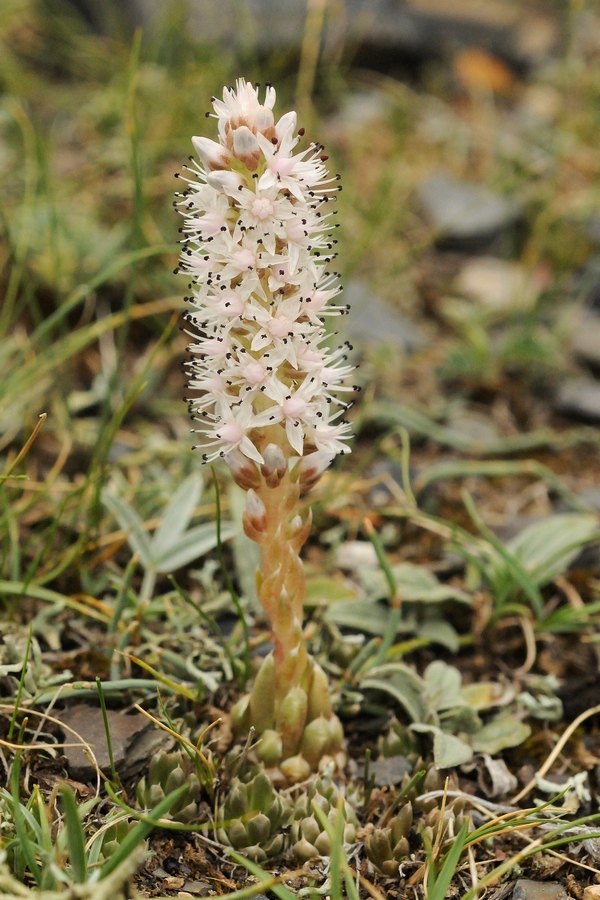 Изображение особи Orostachys thyrsiflora.