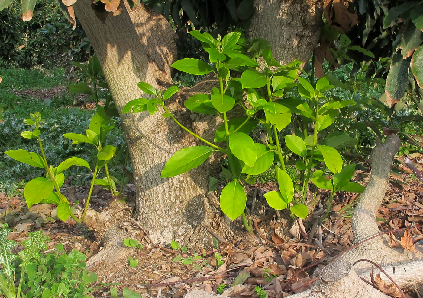 Image of Persea americana specimen.