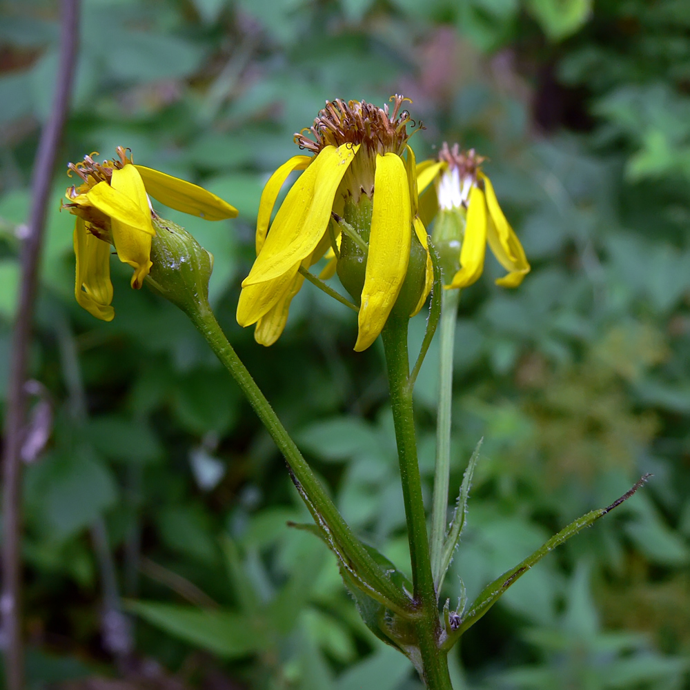 Image of Senecio nemorensis specimen.