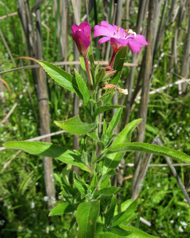 Image of Epilobium hirsutum specimen.