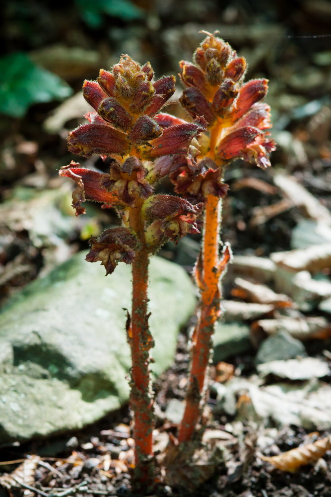 Изображение особи Orobanche laxissima.