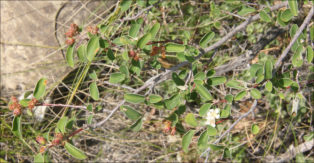 Image of Cotoneaster suavis specimen.