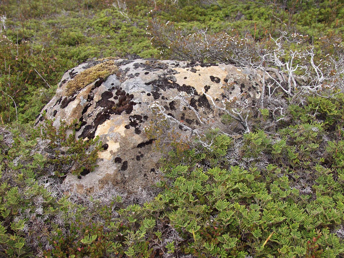 Image of Gleichenia alpina specimen.