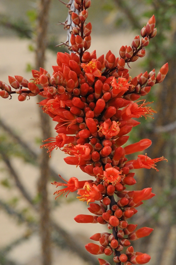 Изображение особи Fouquieria splendens.