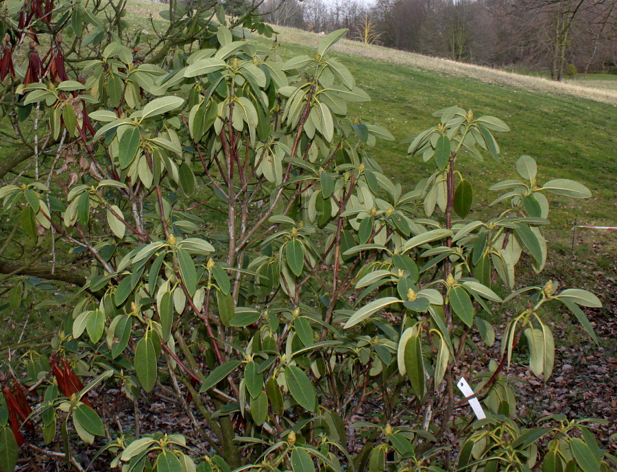 Image of Rhododendron oreodoxa specimen.