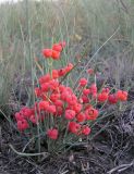 Ephedra distachya