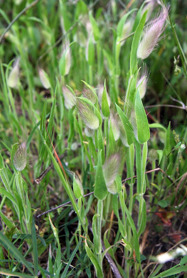 Image of Lagurus ovatus specimen.