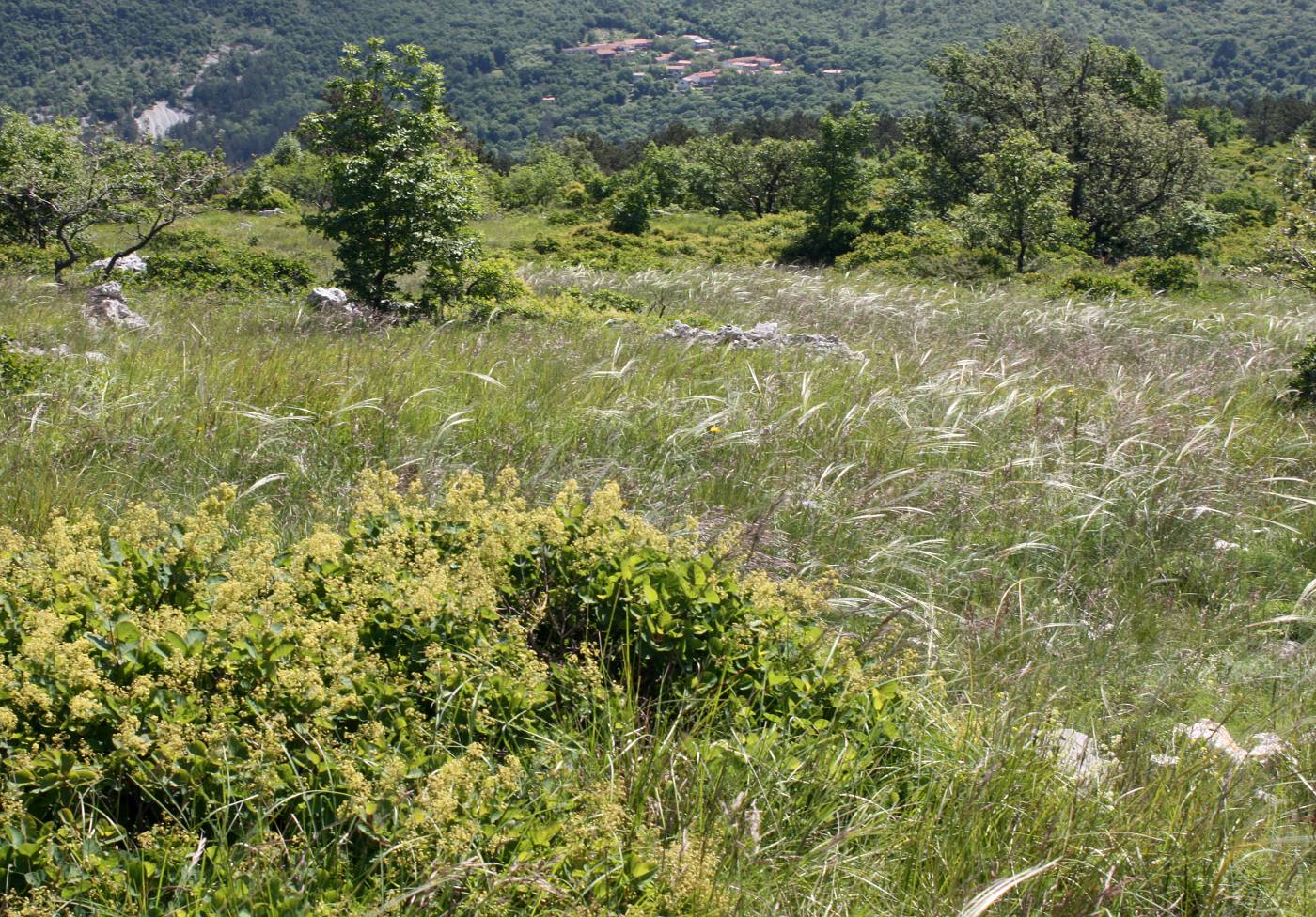 Изображение особи Stipa eriocaulis.