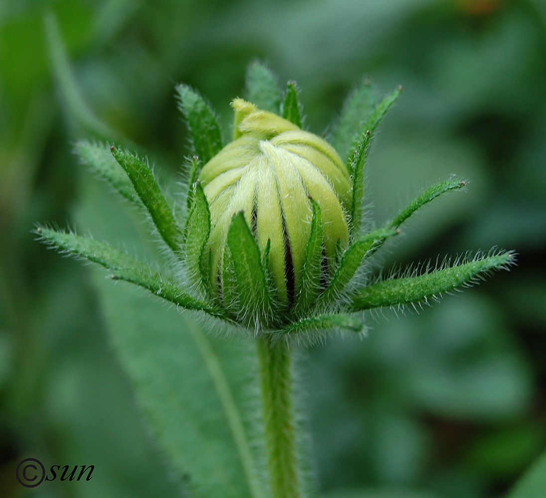 Image of Rudbeckia hirta specimen.