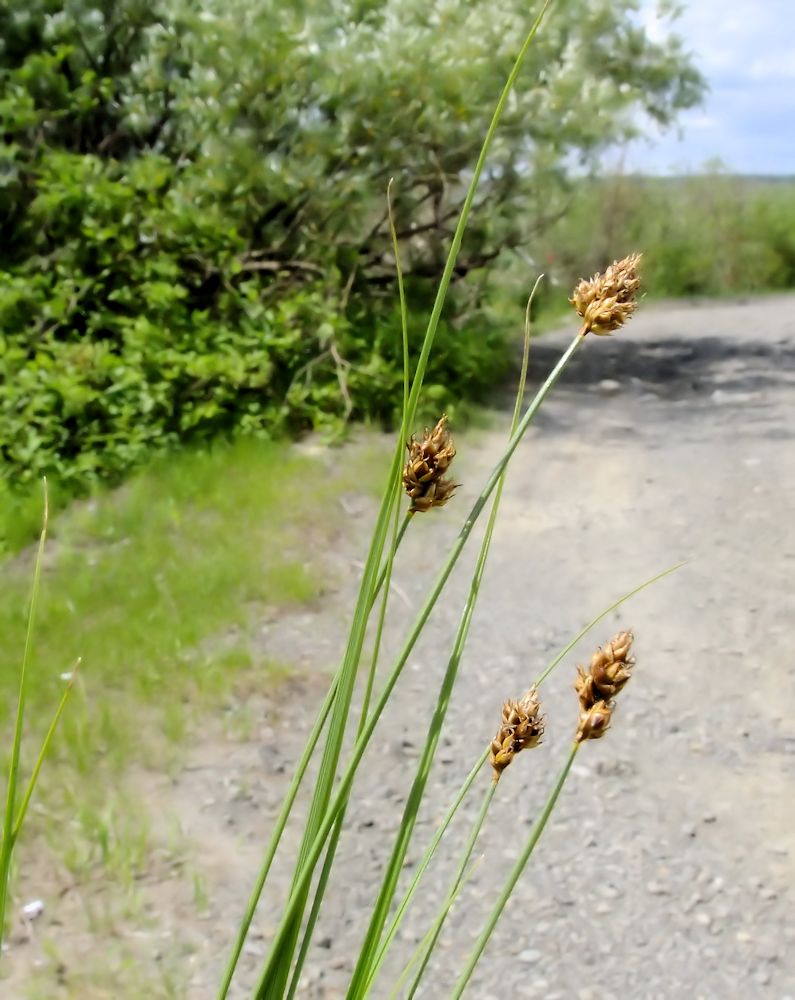 Image of Carex duriuscula specimen.