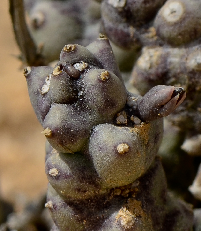 Image of Caralluma europaea specimen.