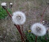 род Taraxacum. Соплодия (слева - осыпавшиеся). Кольский п-ов, Восточный Мурман, Дальние Зеленцы. 19.07.2014.