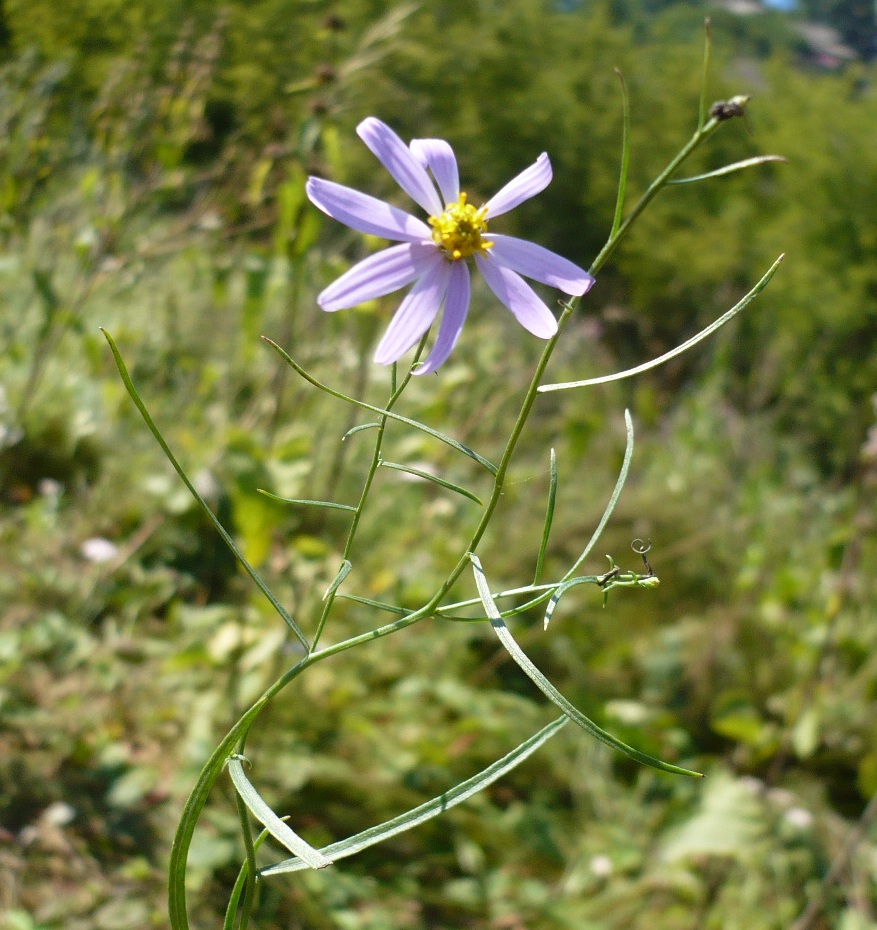 Image of Galatella angustissima specimen.