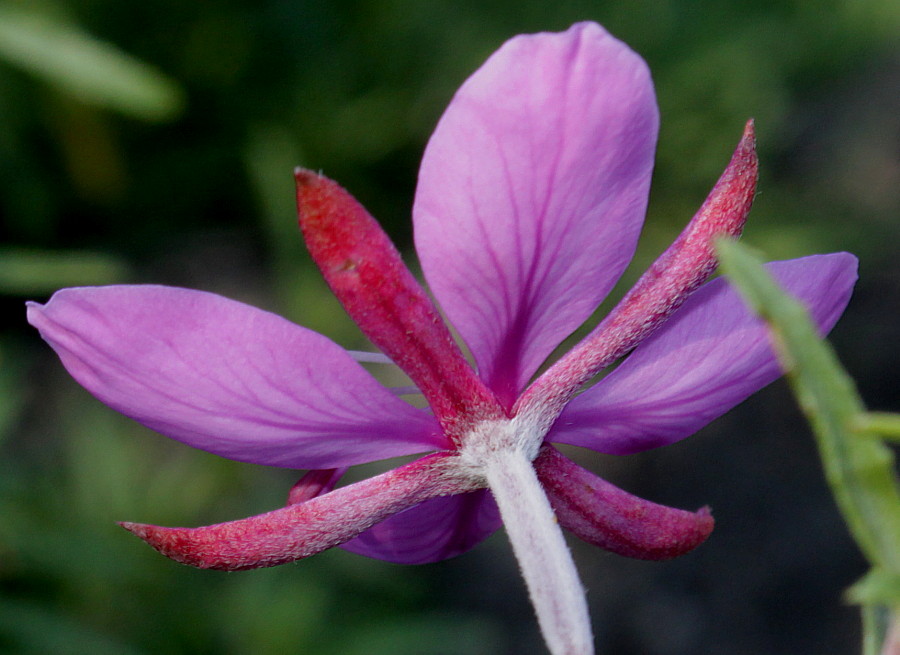 Image of Chamaenerion fleischeri specimen.