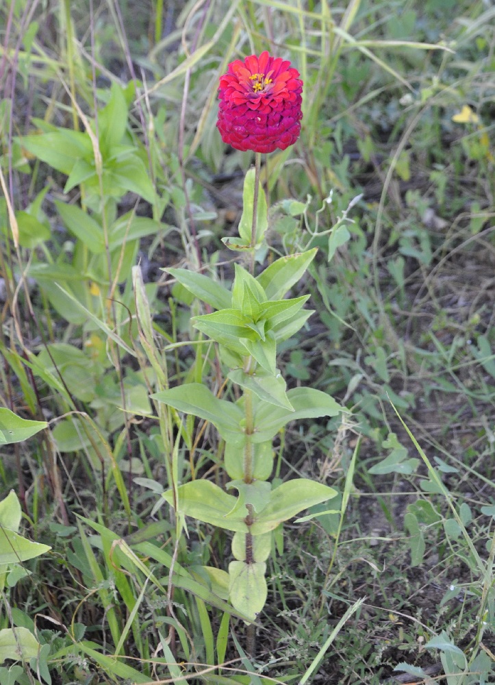 Image of Zinnia elegans specimen.