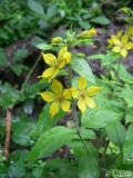 Lysimachia verticillaris. Цветущее растение. Крымский природный заповедник, юго-восточный склон Бабуган-Яйлы. 18.07.2009.