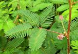 Mimosa pudica. Часть побега с отцветающими соцветиями. Италия, Падуя, Ботанический сад Падуанского университета. Июль 2014 г.