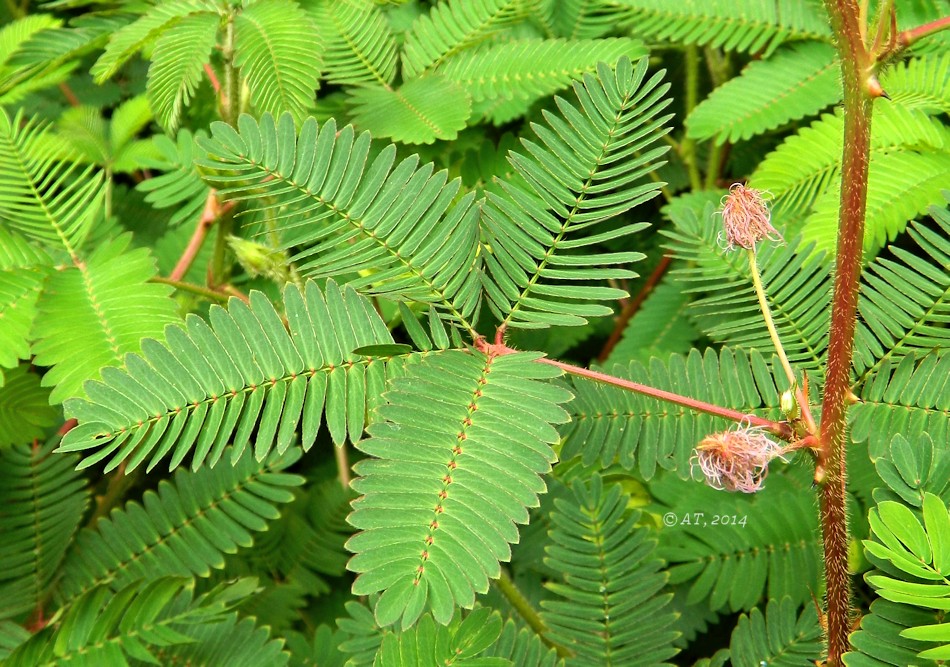 Изображение особи Mimosa pudica.