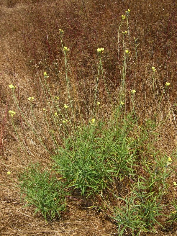 Image of Diplotaxis tenuifolia specimen.