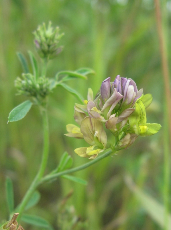 Image of Medicago × varia specimen.