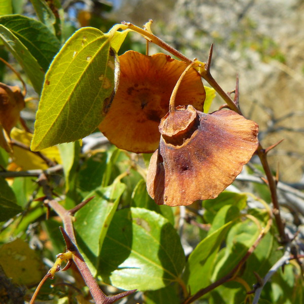 Image of Paliurus spina-christi specimen.