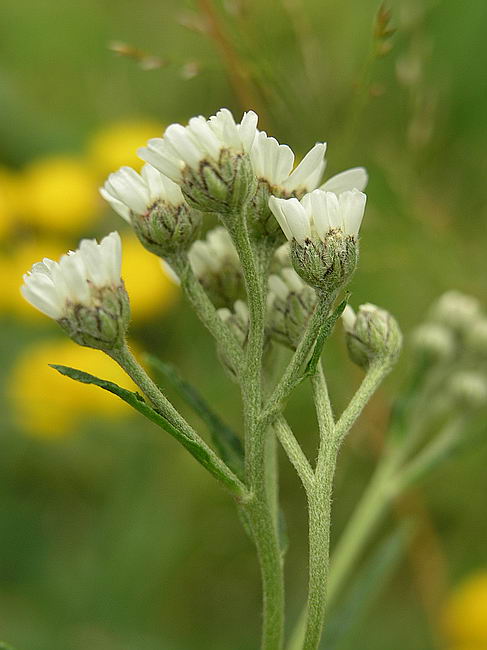 Image of Achillea ptarmica specimen.