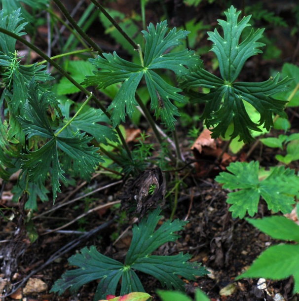 Изображение особи Aconitum kirinense.