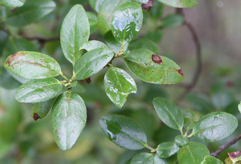 Image of Rhododendron ledebourii specimen.