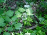 Actaea spicata