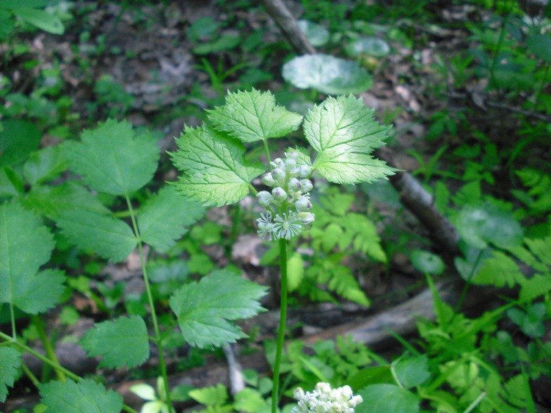 Image of Actaea spicata specimen.