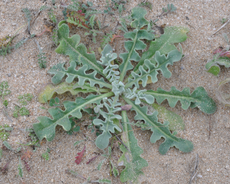 Изображение особи Glaucium flavum.