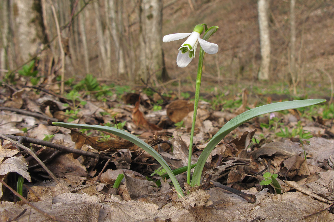 Image of Galanthus alpinus specimen.