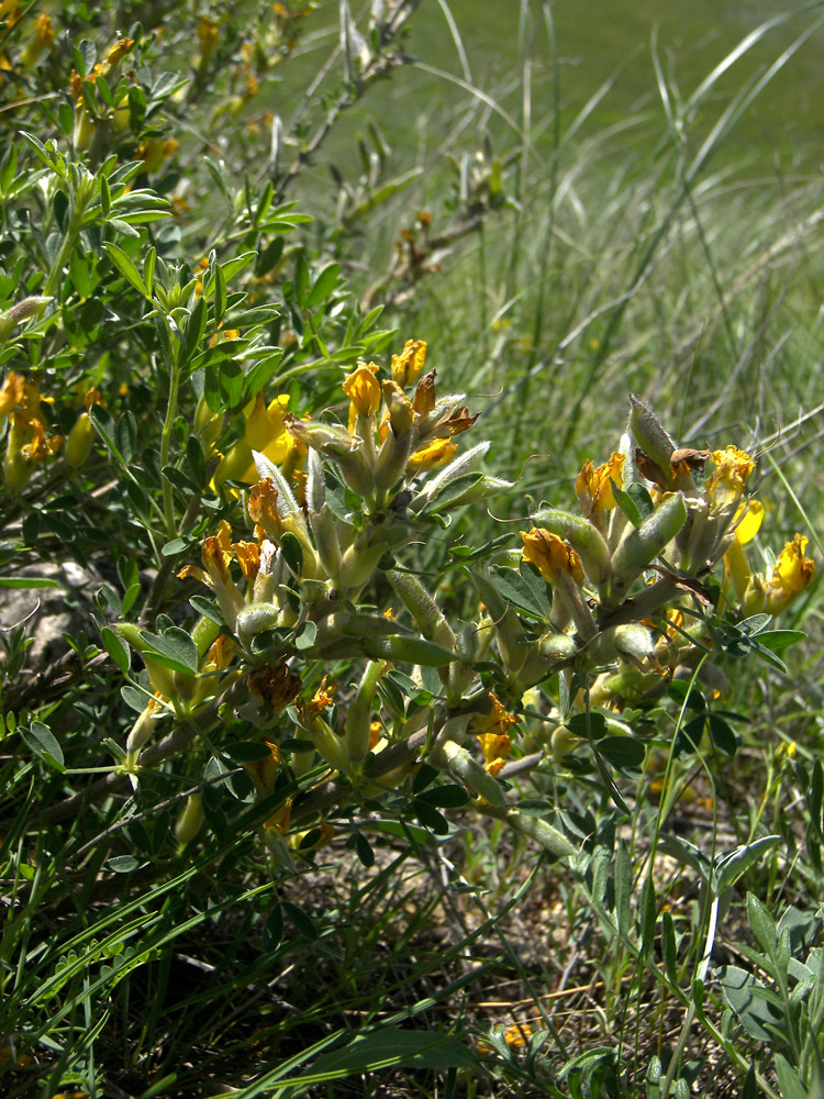 Image of Chamaecytisus ruthenicus specimen.