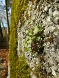 Cymbalaria muralis. Цветущее растение. Германия, земля Бавария, округ Верхняя Бавария, г. Бад-Тёльц, каменная стенка. Декабрь 2015 г.