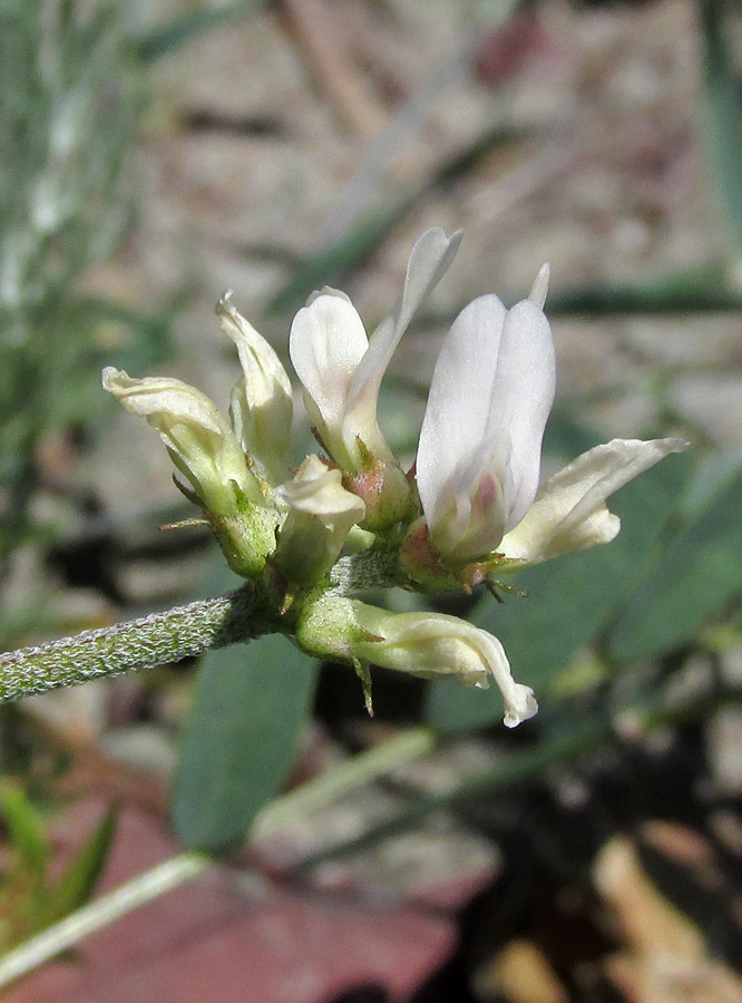 Изображение особи Astragalus oxyglottis.