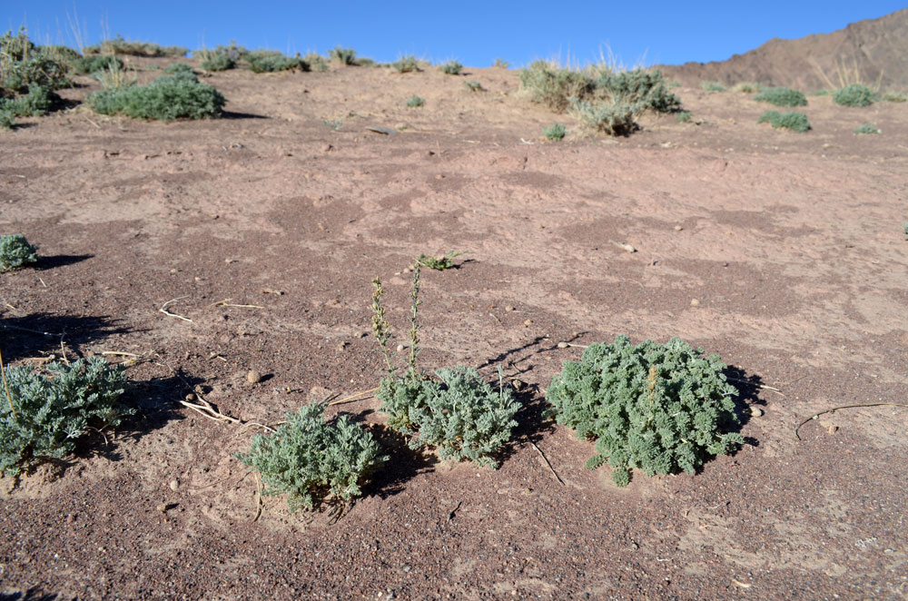 Image of genus Artemisia specimen.