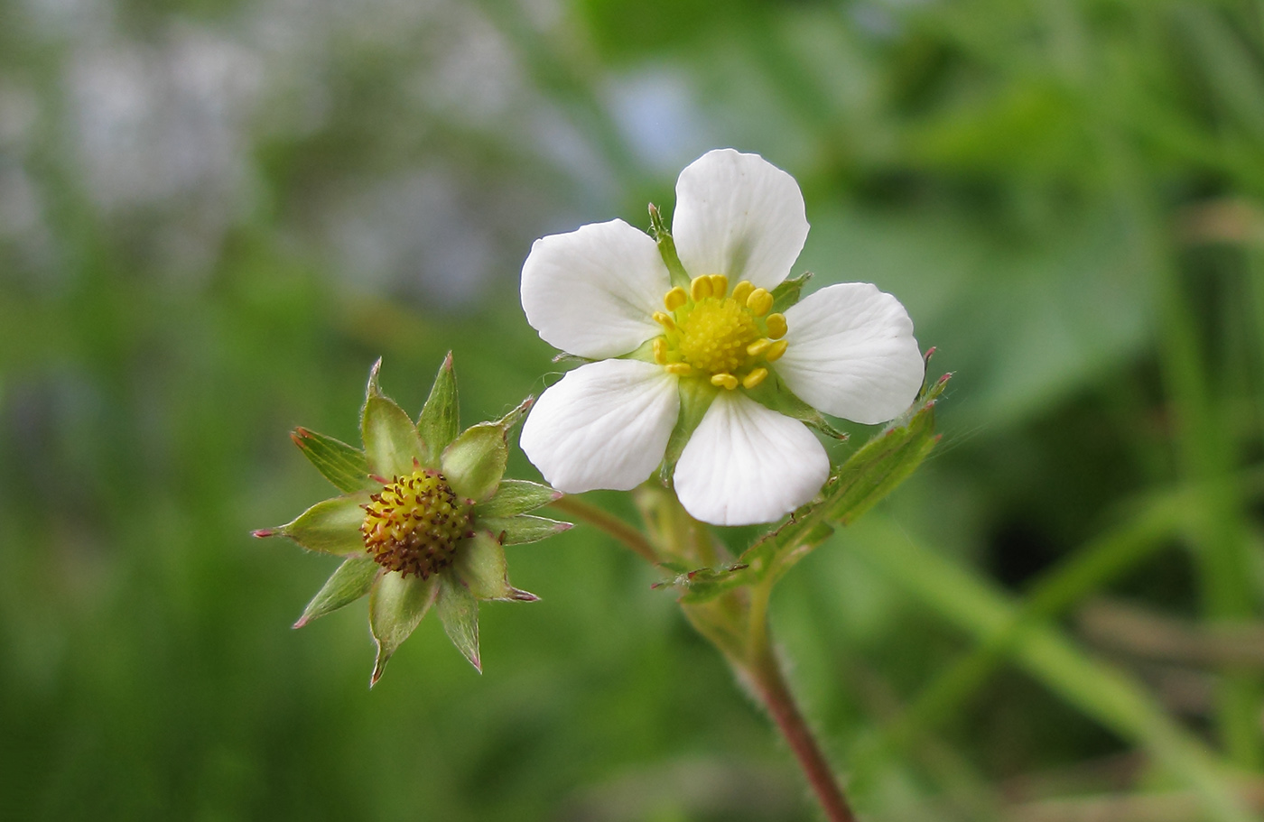 Изображение особи Fragaria vesca.