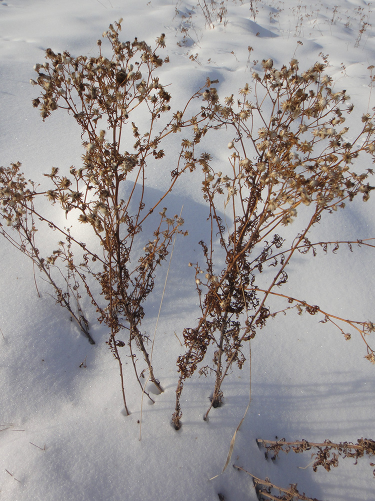 Image of Senecio erucifolius specimen.