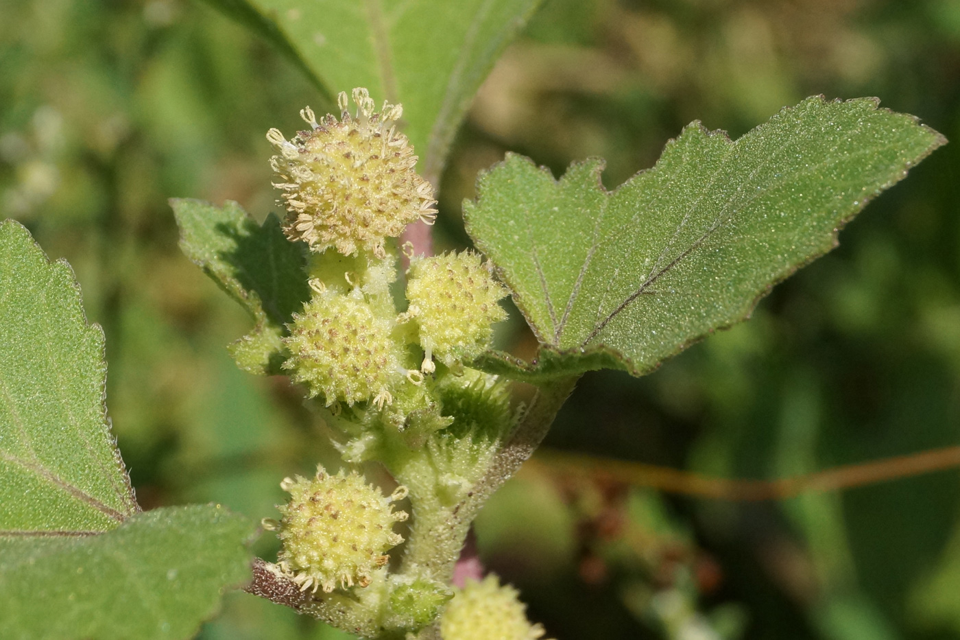 Image of Xanthium orientale specimen.