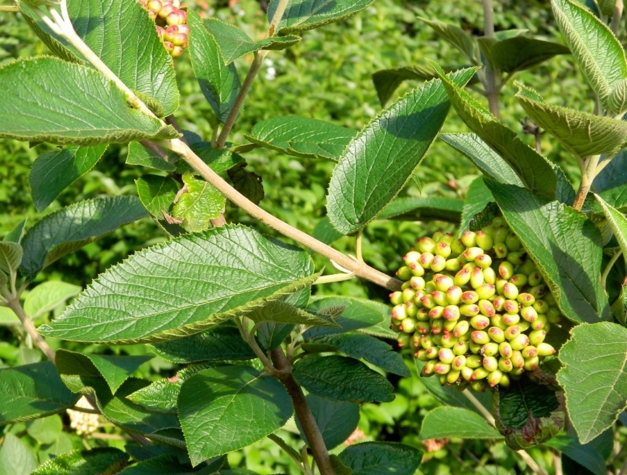 Изображение особи Viburnum lantana.