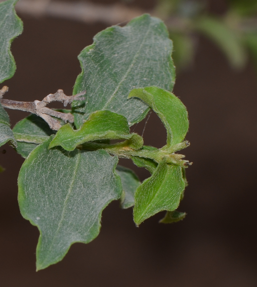 Image of Malpighia glabra specimen.