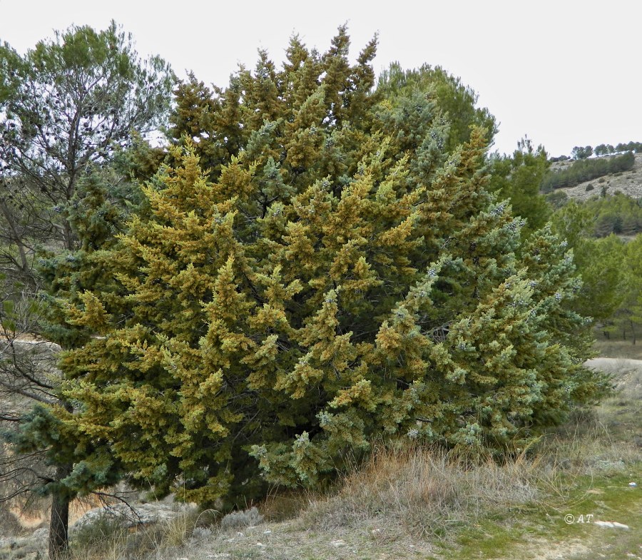 Image of Cupressus arizonica specimen.