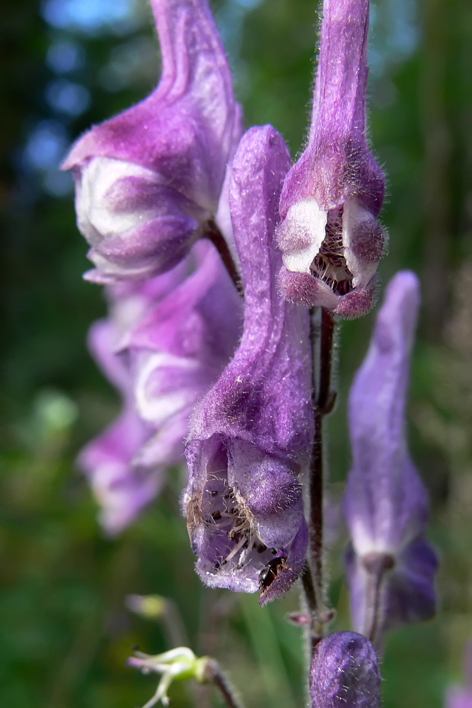 Изображение особи Aconitum septentrionale.