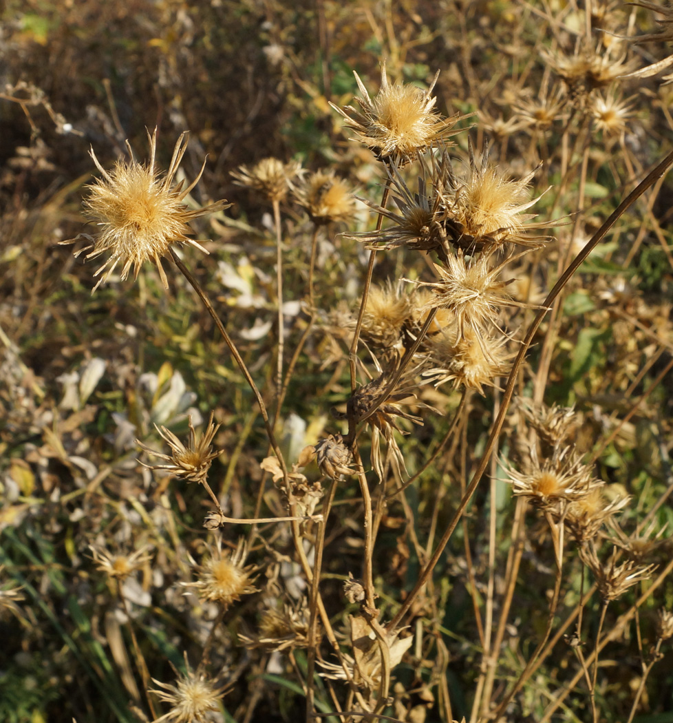 Image of Serratula coronata specimen.