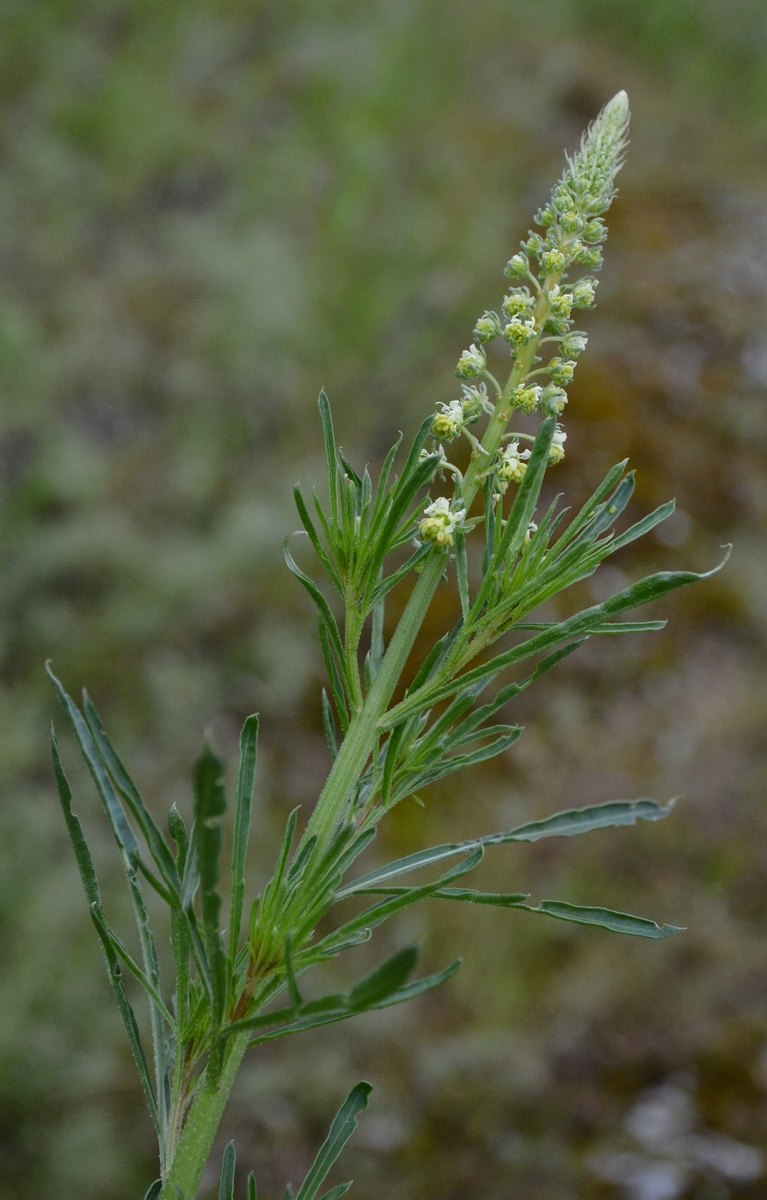 Изображение особи Reseda lutea.