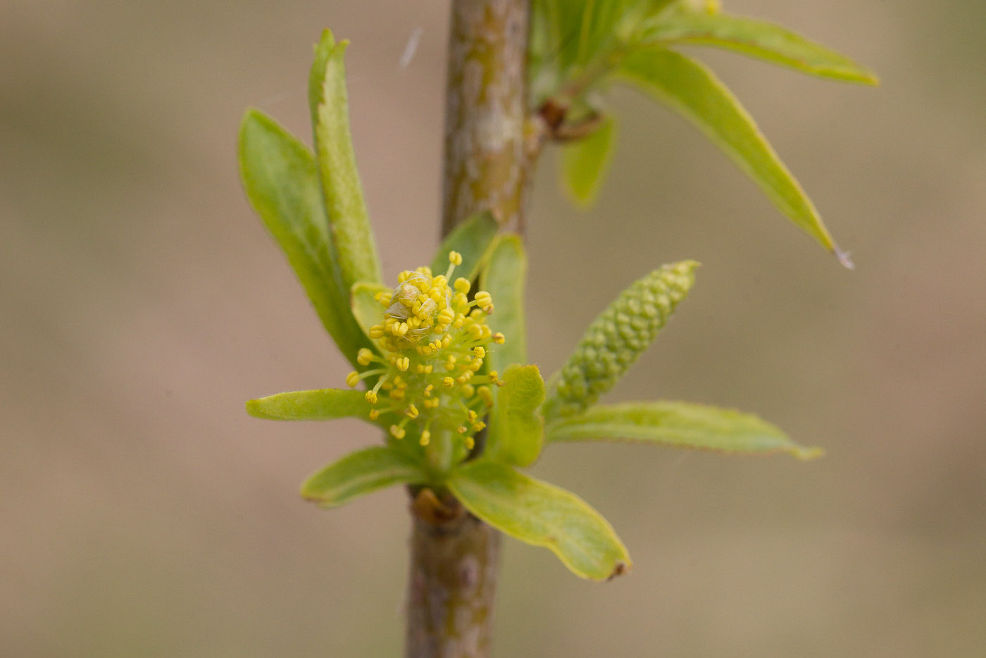 Image of Salix pentandra specimen.