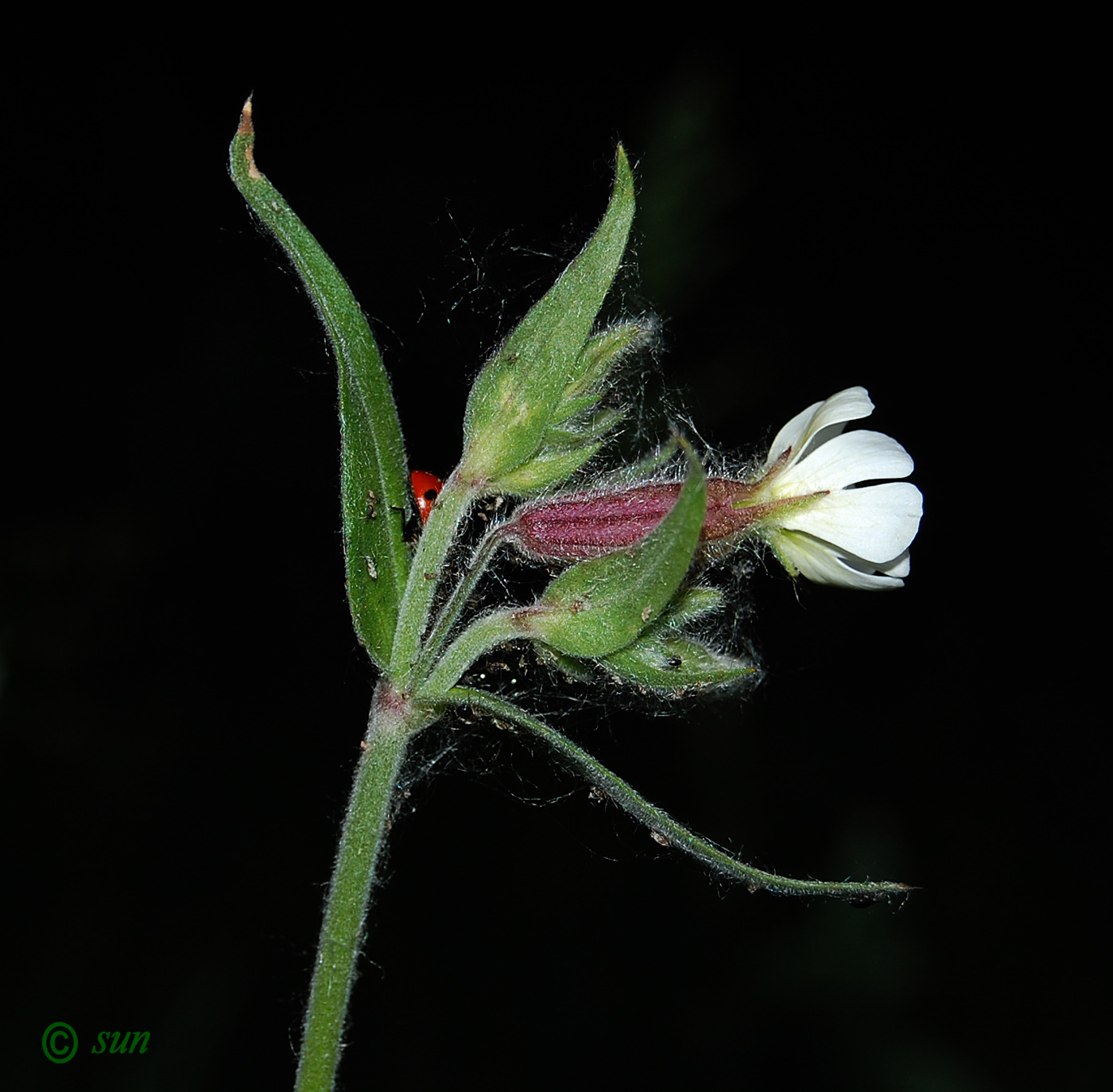 Image of Melandrium album specimen.