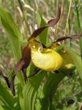 Cypripedium calceolus