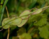 Ricotia lunaria